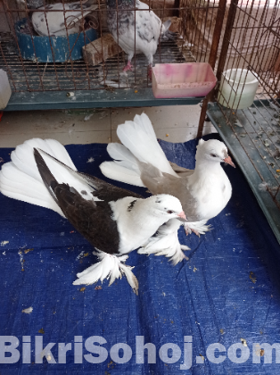 কবুতর ও ঘুঘু বিক্রয়